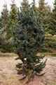 Pinus aristata Glauca IMG_9274 Sosna oścista